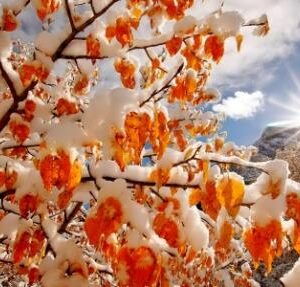LEAVES & SNOW|5 D DIAMOND PAINTING