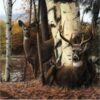 DEERS IN FOREST | 5 D Diamond Painting