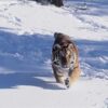TIGER IN SNOW | 5 D Diamond Painting