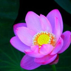 PURPLE FLOWER|5 D DIAMOND PAINTING