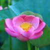 PURPLE FLOWER|5 D DIAMOND PAINTING