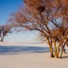 DEAD TREES|5 D DIAMOND PAINTING