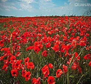 POPPY FIELD|5 D DIAMOND PAINTING