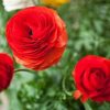 RED ROSES|5 D DIAMOND PAINTING