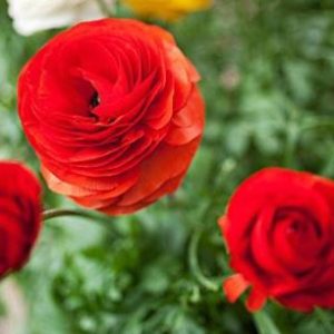 RED ROSES|5 D DIAMOND PAINTING