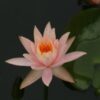 WATER LILIES|5 D DIAMOND PAINTING