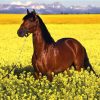 HORSE ON YELLOW FIELD | 5 D Diamond Painting