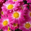 PURPLE FLOWER|5 D DIAMOND PAINTING