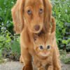 PUPPY & KITTY | 5 D Diamond Painting