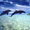 DOLPHINS JUMPING | 5 D Diamond Painting