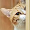 CURIOUS CAT | 5 D Diamond Painting