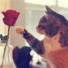 CAT & FLOWER|5 D DIAMOND PAINTING