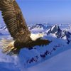 EAGLE FLYING | 5 D Diamond Painting
