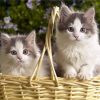 KITTIES ON BASKET | 5 D Diamond Painting