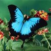 BLUE BUTTERFLY|5 D DIAMOND PAINTING