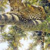 LEOPARD ON TREE|5 D DIAMOND PAINTING