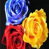 RED BLUE & YELLOW ROSES|5 D DIAMOND PAINTING