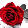 RED ROSES|5 D DIAMOND PAINTING