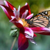 THE BUTTERFLY|5 D DIAMOND PAINTING