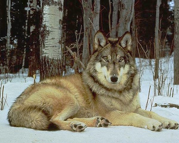 WOLF IN SNOW|5 D DIAMOND PAINTING