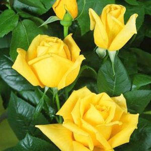 YELLOW ROSES|5 D DIAMOND PAINTING