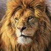 KING LION|5 D DIAMOND PAINTING